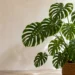 do monstera plants like humidity