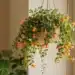 how to take care of goldfish plant