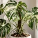 thai constellation monstera care